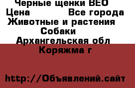 Черные щенки ВЕО › Цена ­ 5 000 - Все города Животные и растения » Собаки   . Архангельская обл.,Коряжма г.